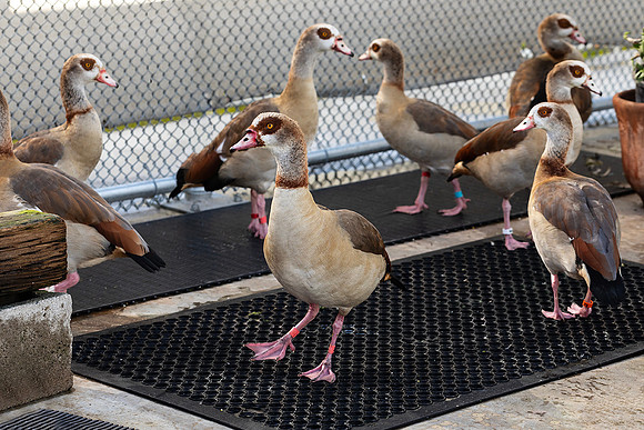 Wetlands & Wildlife Care Center