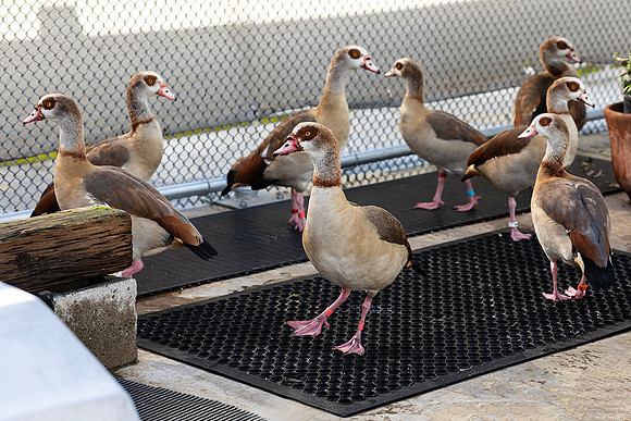 Wetlands & Wildlife Care Center