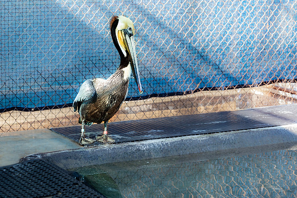 Wetlands & Wildlife Care Center