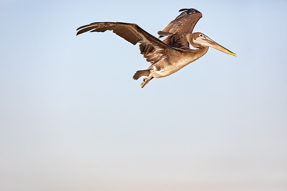 Wetlands & Wildlife Care Center Brown Pelican Release