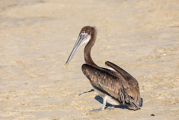 Wetlands & Wildlife Care Center Brown Pelican Release