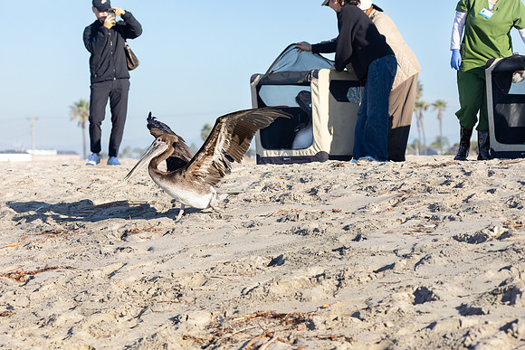 Wetlands & Wildlife Care Center Brown Pelican Release