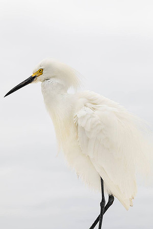 Showy Egret- I asked him to move to a less cluttered background and he did!