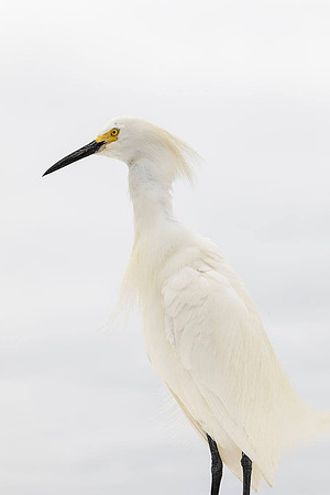 Showy Egret- I asked him to move to a less cluttered background and he did!