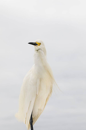 Showy Egret- I asked him to move to a less cluttered background and he did!