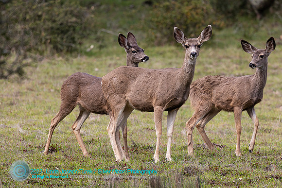 Mule Deer