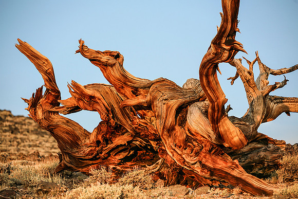 Ancient Bristlecone Pine