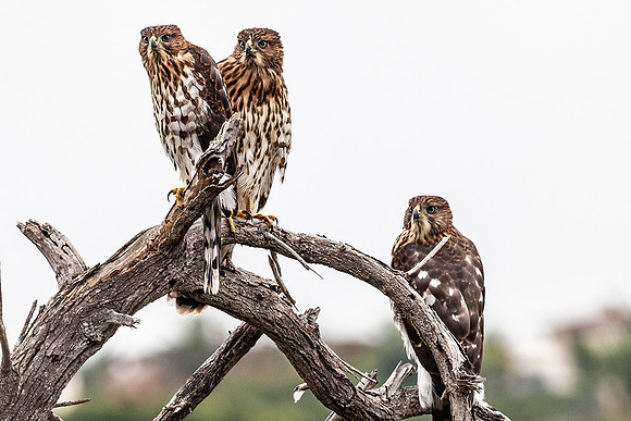 Juvenile Coopers Hawks-Crystal Cove