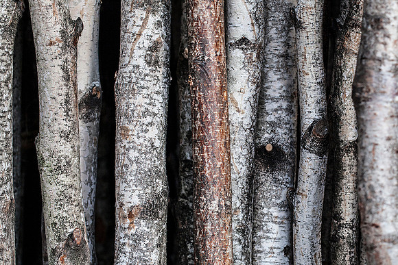 Bark