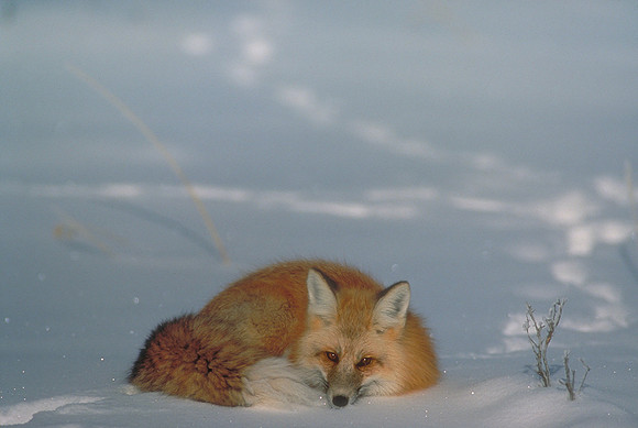 Red Fox-Lamar Valley-Yellowstone NP