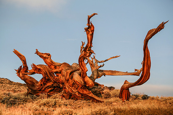Ancient Bristlecone Pine