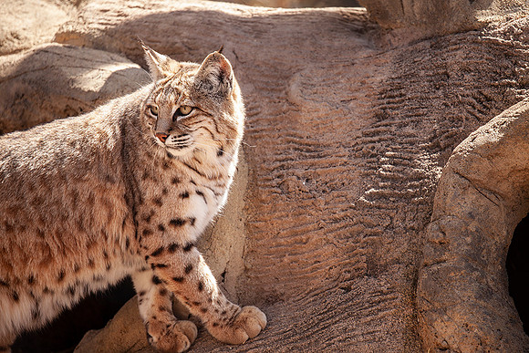Lions-Tigers & Bears Rescue Center