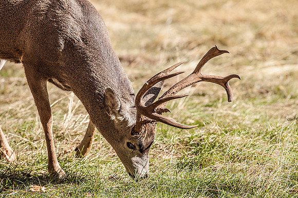 Deer, Yosemite National Park