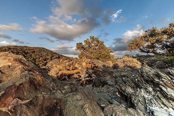 Bristlecone Pine
