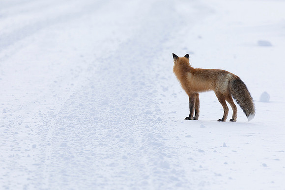 Red Fox-Hayden Valley-Yellowstone National Park