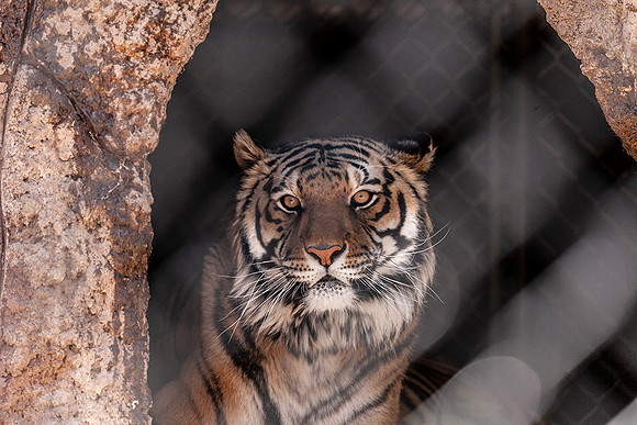 Siberian Tiger