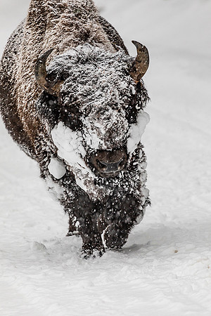 Bison Frolicking in 32 degree warm temps Yellowstone National Park
