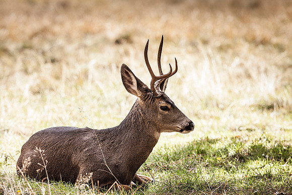 Deer, Yosemite National Park