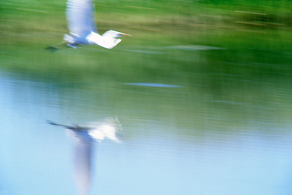 Egret in Flight-Sacramento Delta, CA