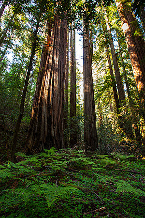 Armstrong Redwoods, CA