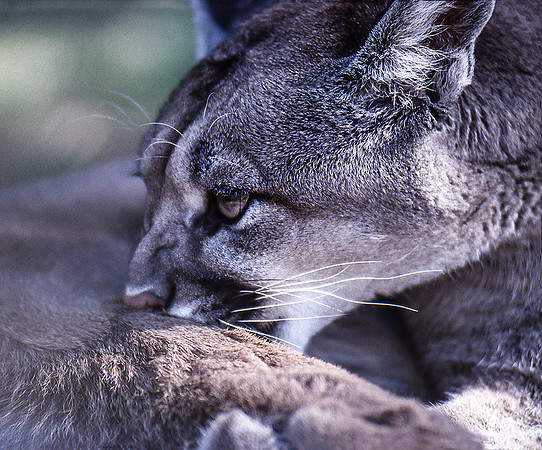 Female Cougar-Wildlife Sancturary