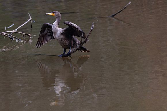 Juvenile Double-Crested Cormorant- Huntington Beach Central park