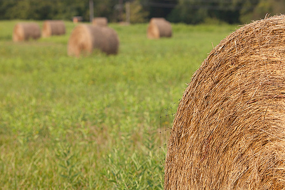Hay, Hillsborough, NJ