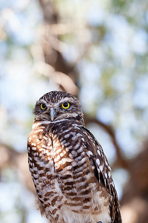 Burrowing Owl-Arizona-Sonora Desert Museum