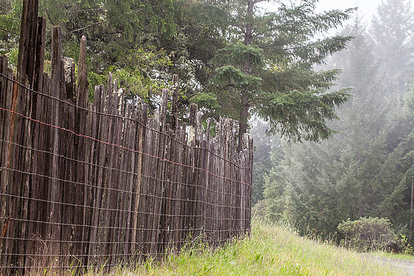 Armstrong Redwoods
