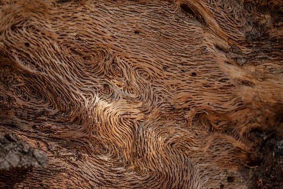 Bark: Santa Barbara Botanical Gardens