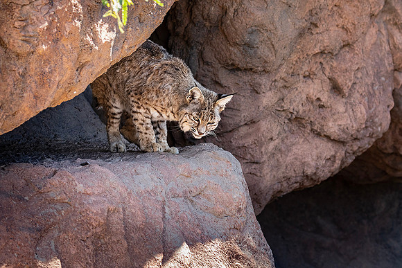 Bobcat Arizona-Sonora Desert Museum