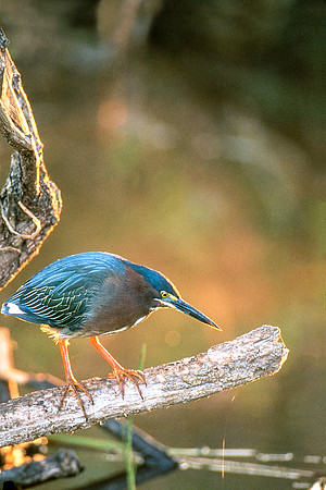 Green Heron with natural backlighting- hunting in  marsh in Florida