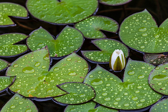 Water Lilly-Hillsborough, NJ