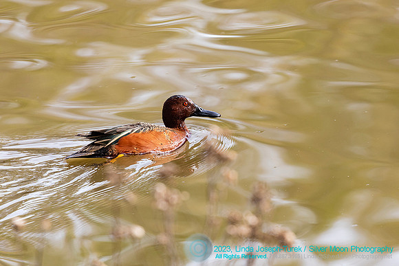 Male Cinnamon Teal- Huntington Central park