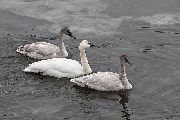 Trumpeter swan with Cygnet-Yellowstone National Park