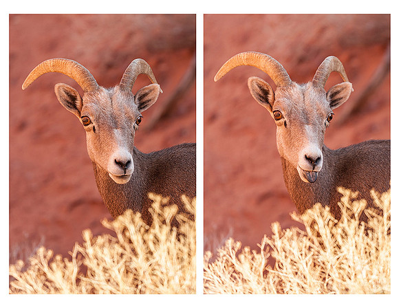Male Big Horn Sheep-Valley of Fire-Nevada