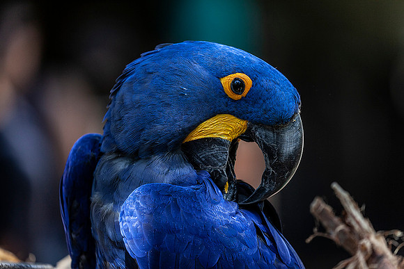 Macaw-San Diego Zoo