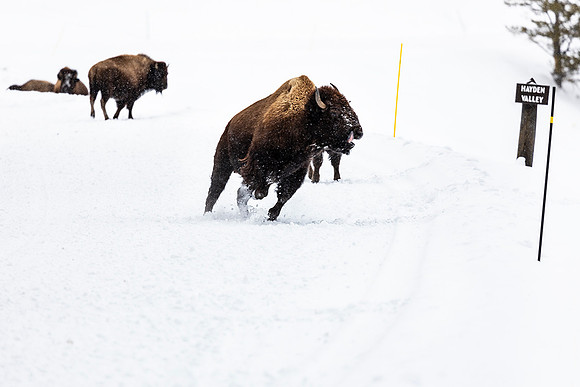 Bison Frolicking in 32 degree warm temps Yellowstone National Park