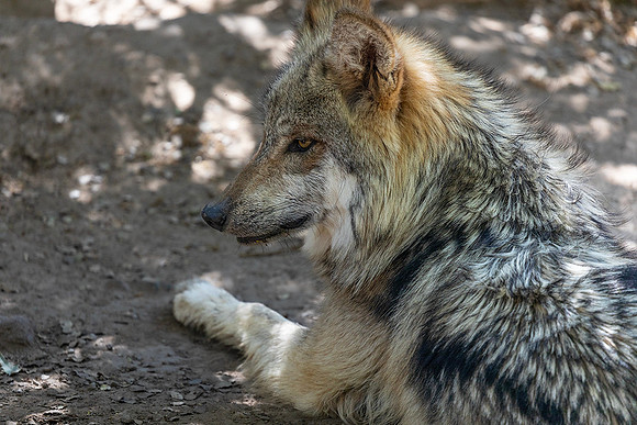 Mexican Wolf-Arizona-Sonora Desert Museum