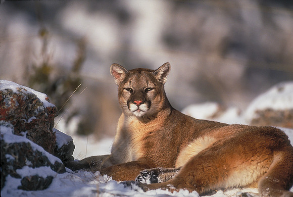 Cougar- Game Farm-Montana
