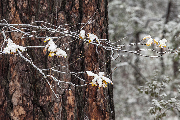 Yosemite National Park