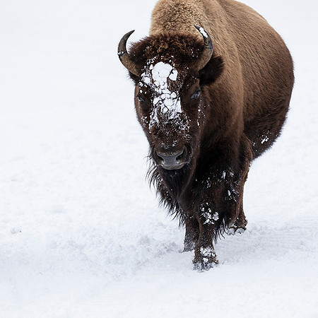 Bison Frolicking in 32 degree warm temps Yellowstone National Park