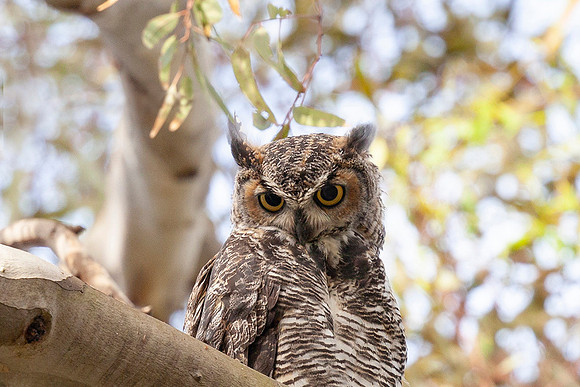Juvenile Great Horned Owls, Huntington Beach Central Park