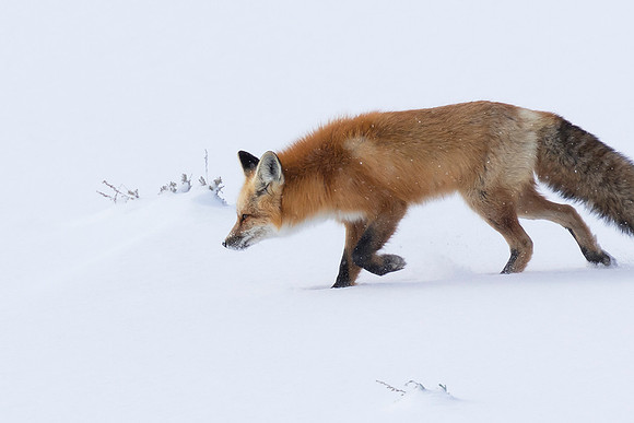 Red Fox-Hayden Valley Yellowstone National Park