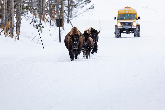 Bison Frolicking in 32 degree warm temps and NOT because coach is on the road YNP