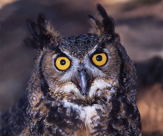 Great horned Owl-at rescue facility in SF Valley
