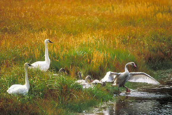 Trumpeter Swans with Cygnets- Yellowstone NP