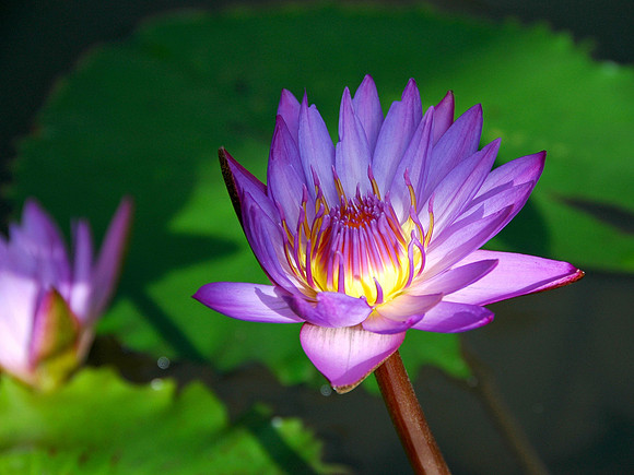 Lotus Blossom