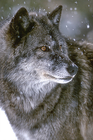 Wolf-Grizzly-Wolf Discover Center-West Yellowstone