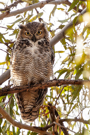 Juvenile Great Horned Owls, Huntington Beach Central Park